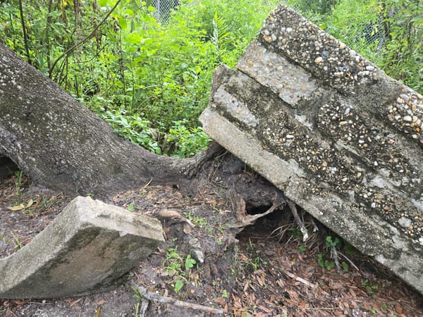 Nature Wrapped in Concrete